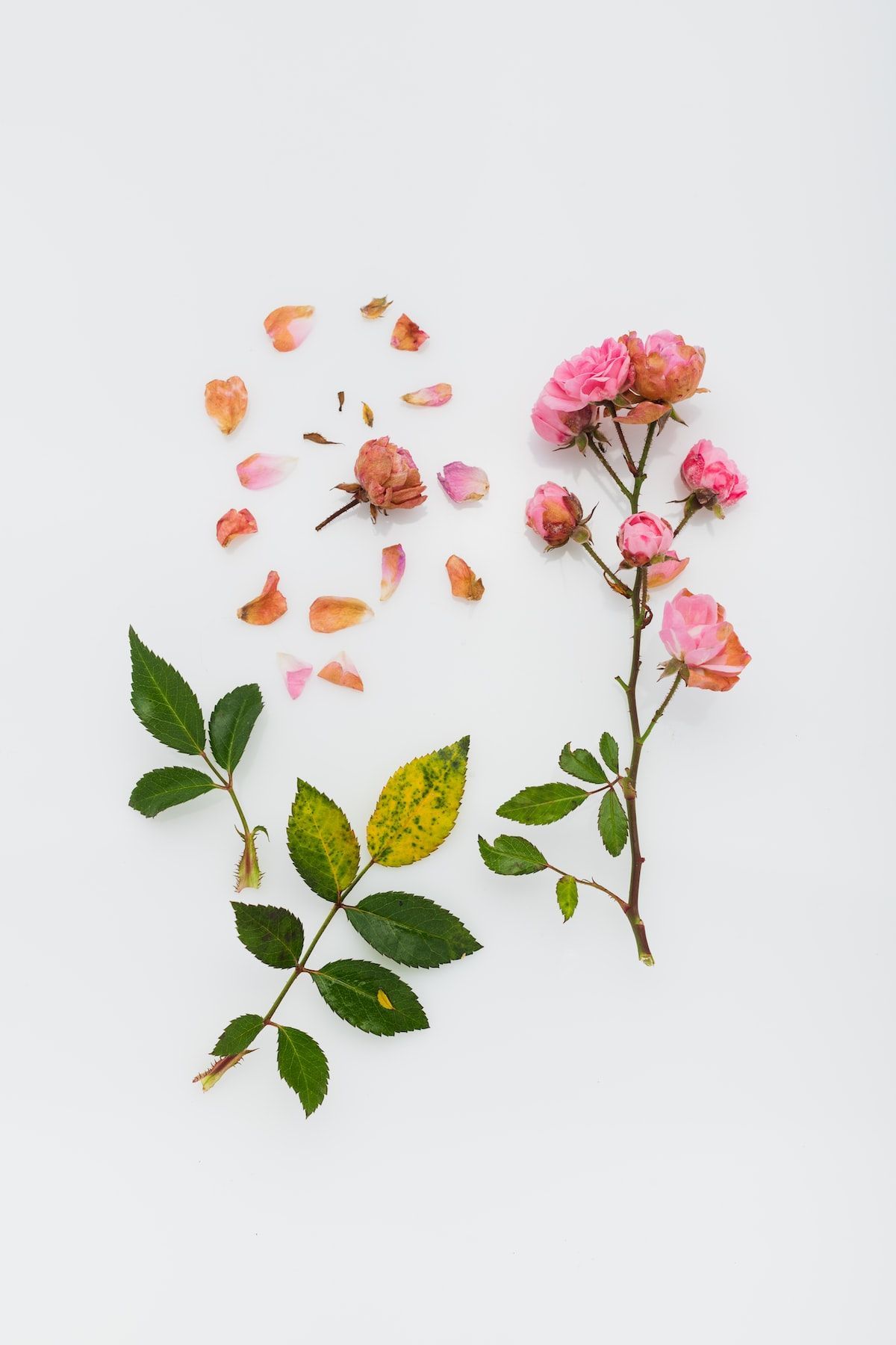Loose Rose Guide
